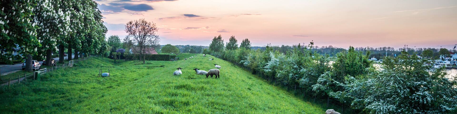 Sheep grazing on the levee meadow next to the river meuse in the village of Ool, near Roermond, Limburg, The Netherlands.