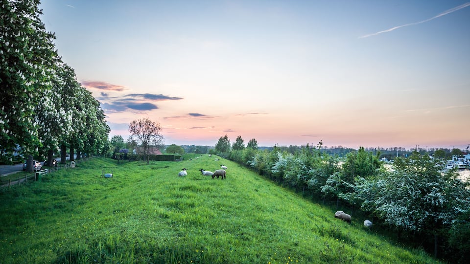 A grassy hillside with sheep grazing, trees, and a sunset sky.