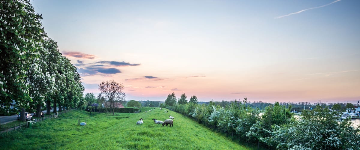 A grassy hillside with sheep grazing, trees, and a sunset sky.