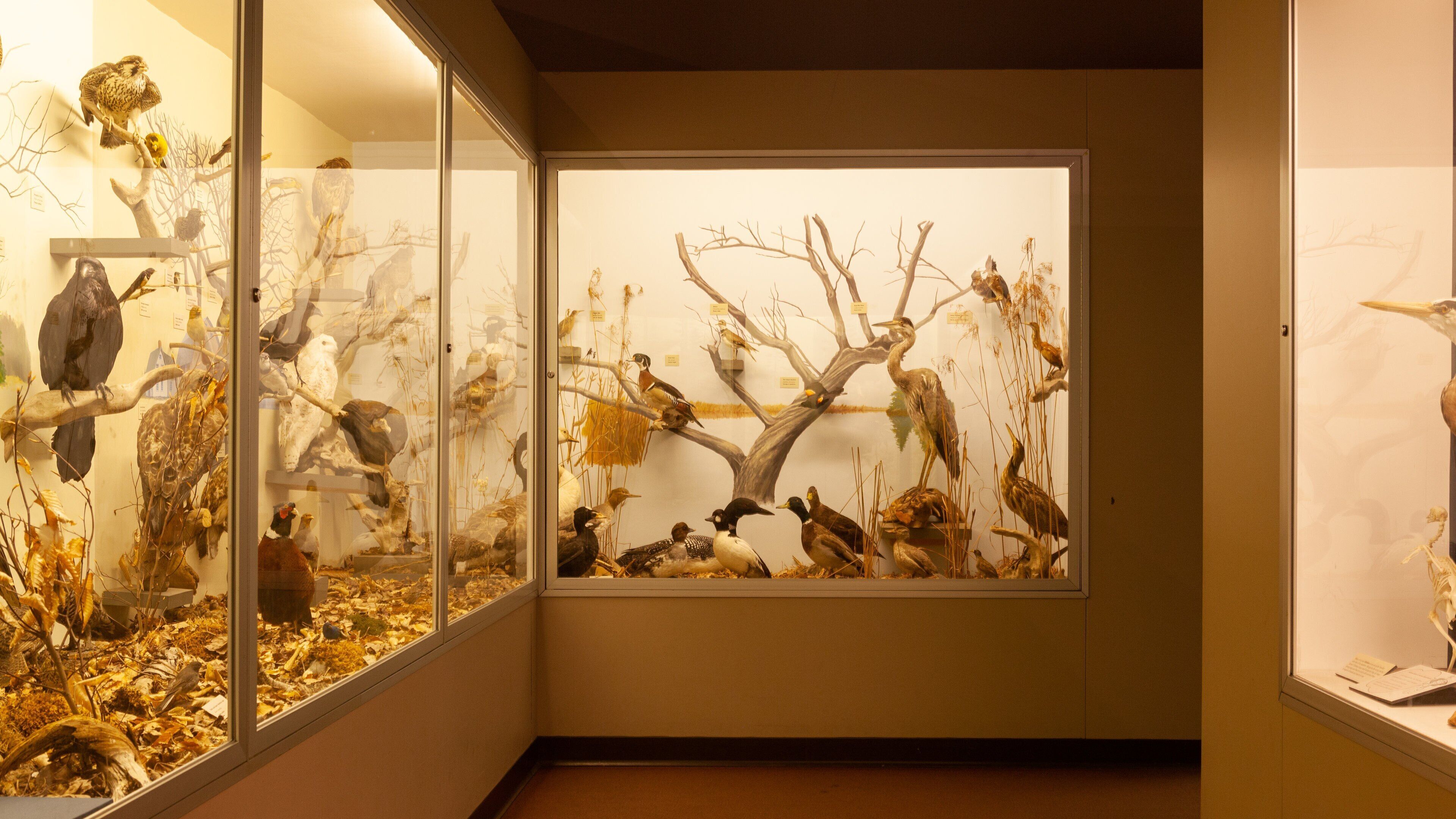 Museum of Natural History which includes interior views