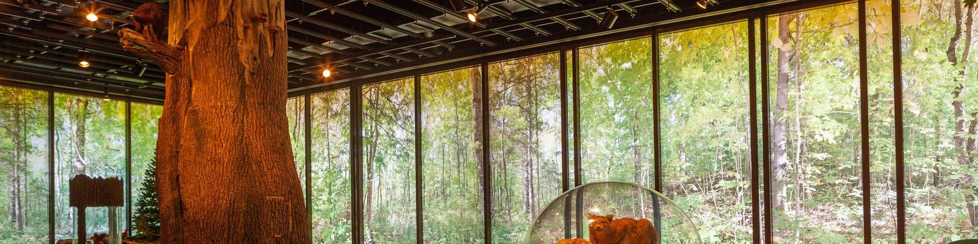 Museum of Natural History featuring interior views