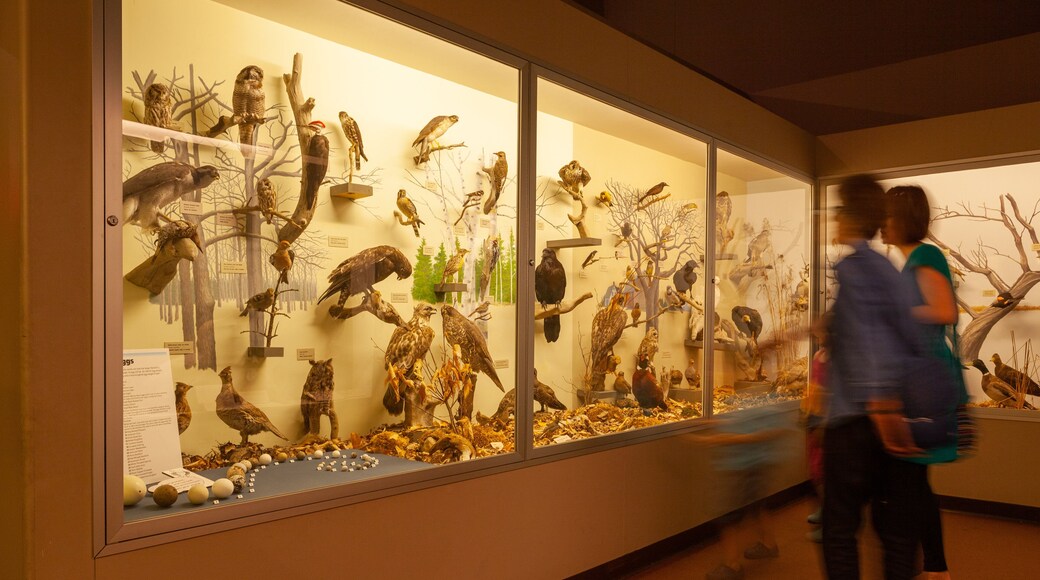 Museum of Natural History featuring interior views