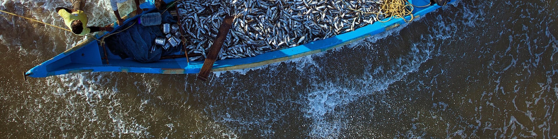 Puducherry, India - 28 February 2009: Aerial view of a vibrant blue fishing boat, heavy with a silver catch, pulled ashore on the golden sands by fishermen.