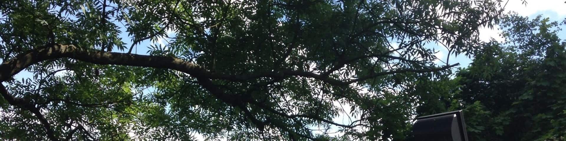 Beautiful hike up to the castle ruins!