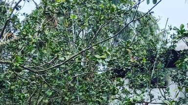 Un bote de madera en un jardín con árboles verdes y una pared blanca al fondo.