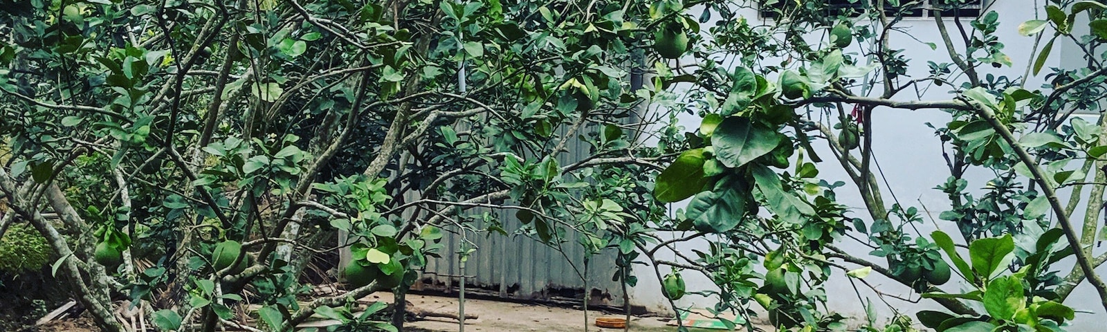 Coconut Island, Mekong Delta, Vietnam.
Abandoned boat on the island, which acts as a lunch stop during the Mekong Delta day trip.