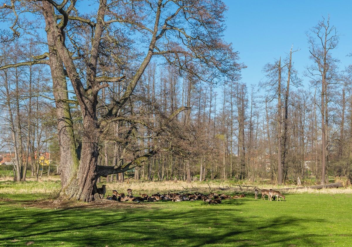 Deer in the castle park
