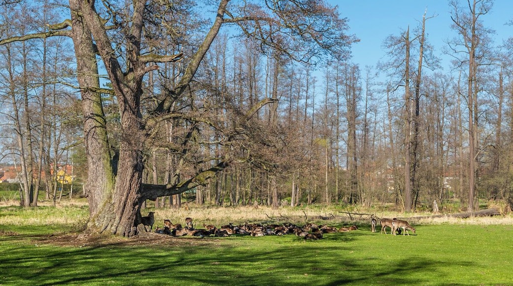 Deer in the castle park