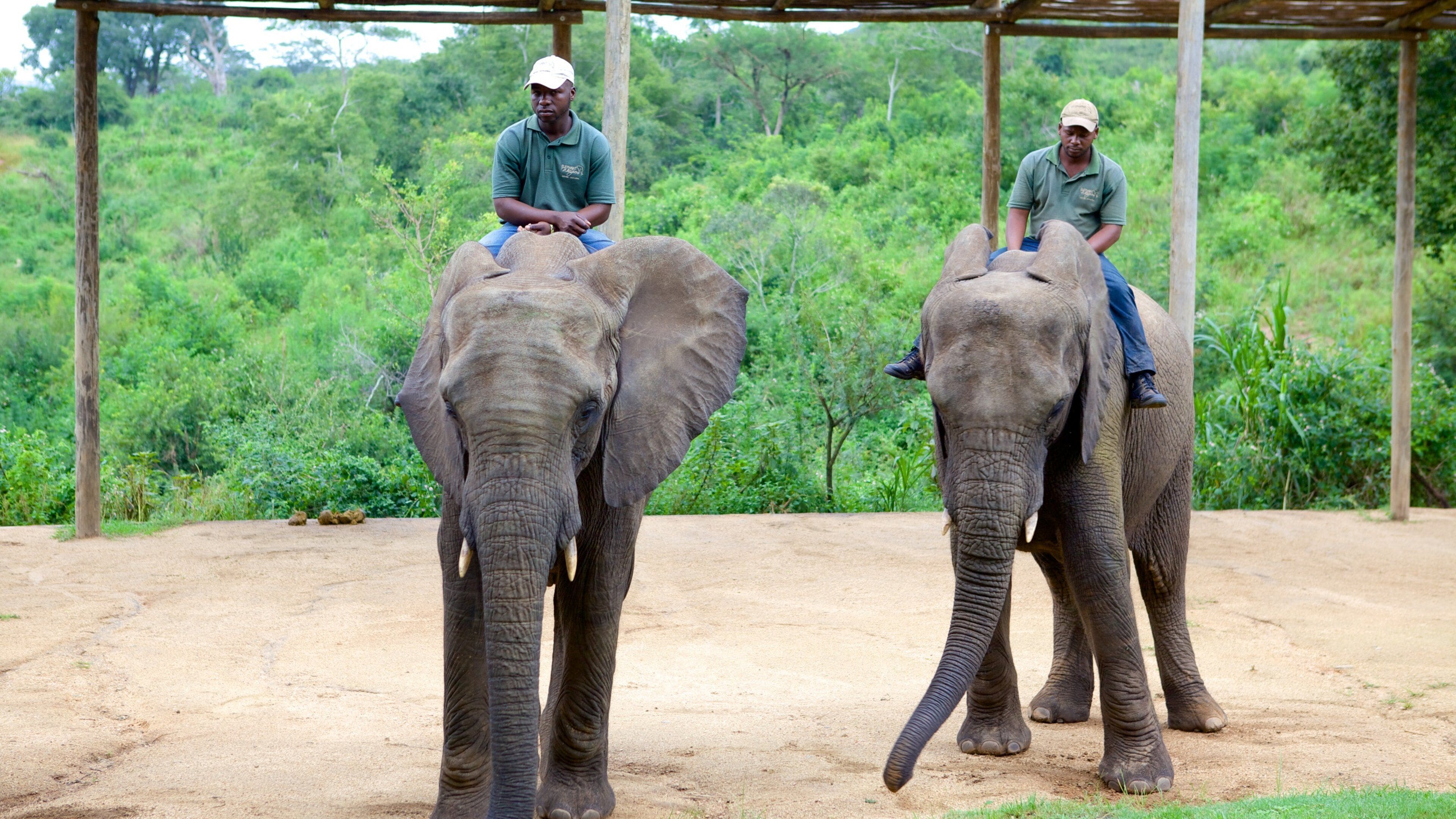 Elephant Whispers qui includes animaux de zoo, scènes tranquilles et animaux terrestres