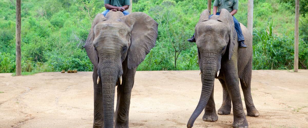 Elephant Whispers which includes land animals, zoo animals and tranquil scenes