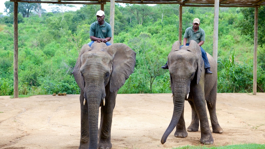 Elephant Whispers showing zoo animals, tranquil scenes and land animals
