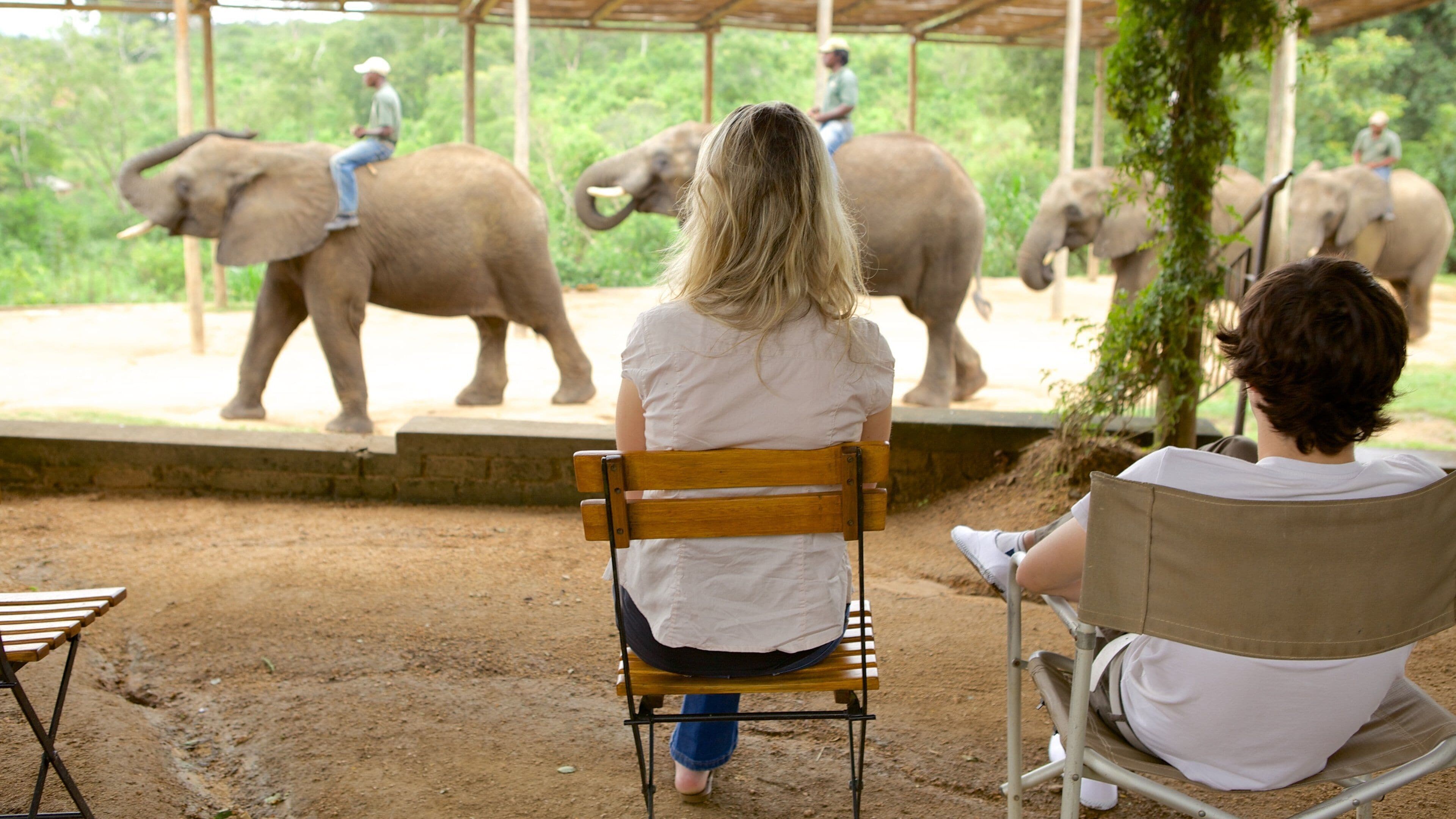 Elephant Whispers mostrando animales terrestres y animales del zoológico