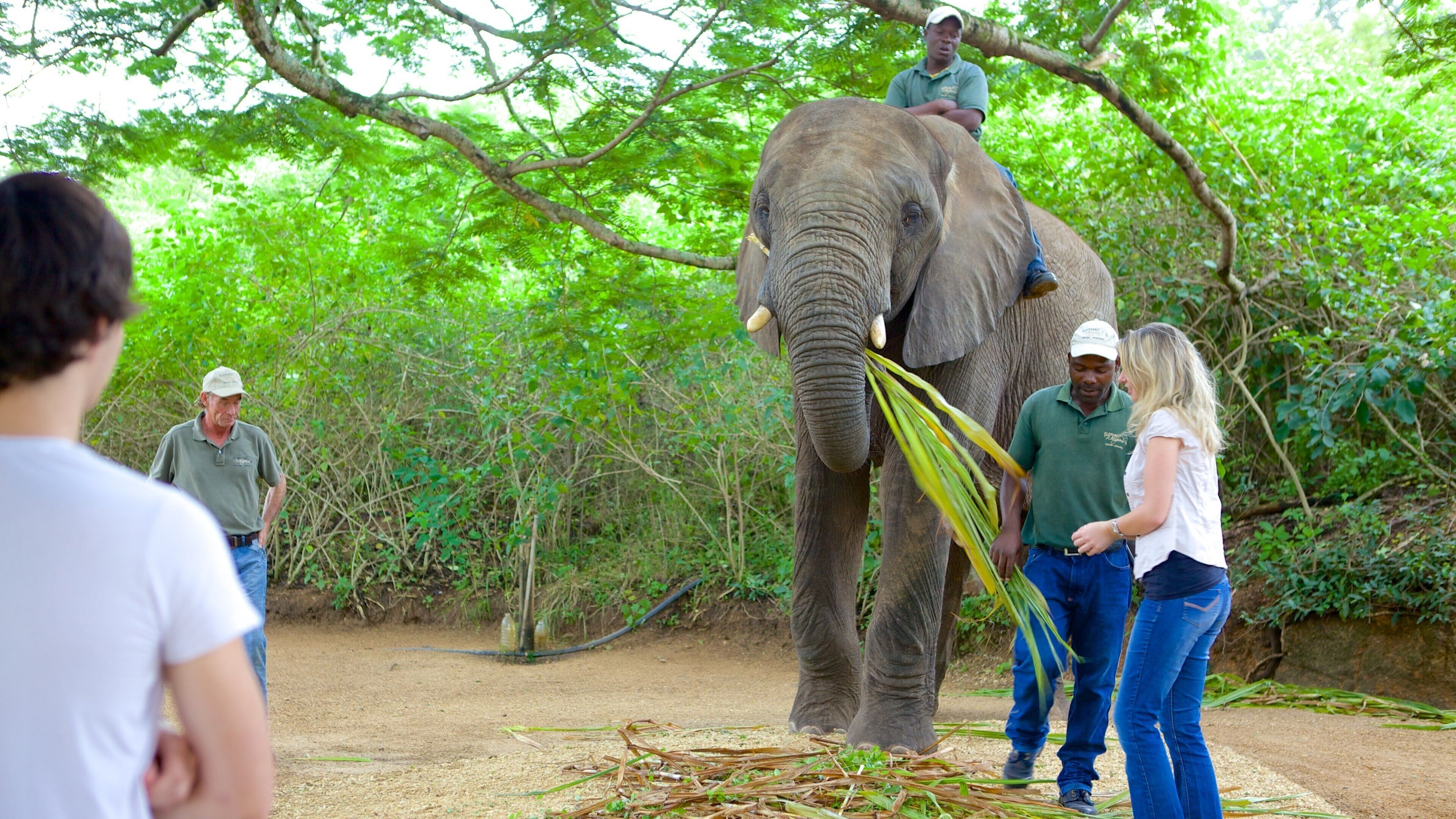Elephant Whispers som omfatter landdyr og dyr fra zoologisk have såvel som en lille gruppe mennesker