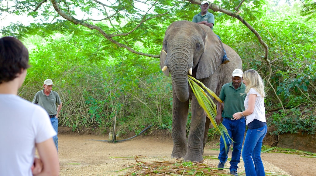 Elephant Whispers som omfatter landdyr og dyr fra zoologisk have såvel som en lille gruppe mennesker