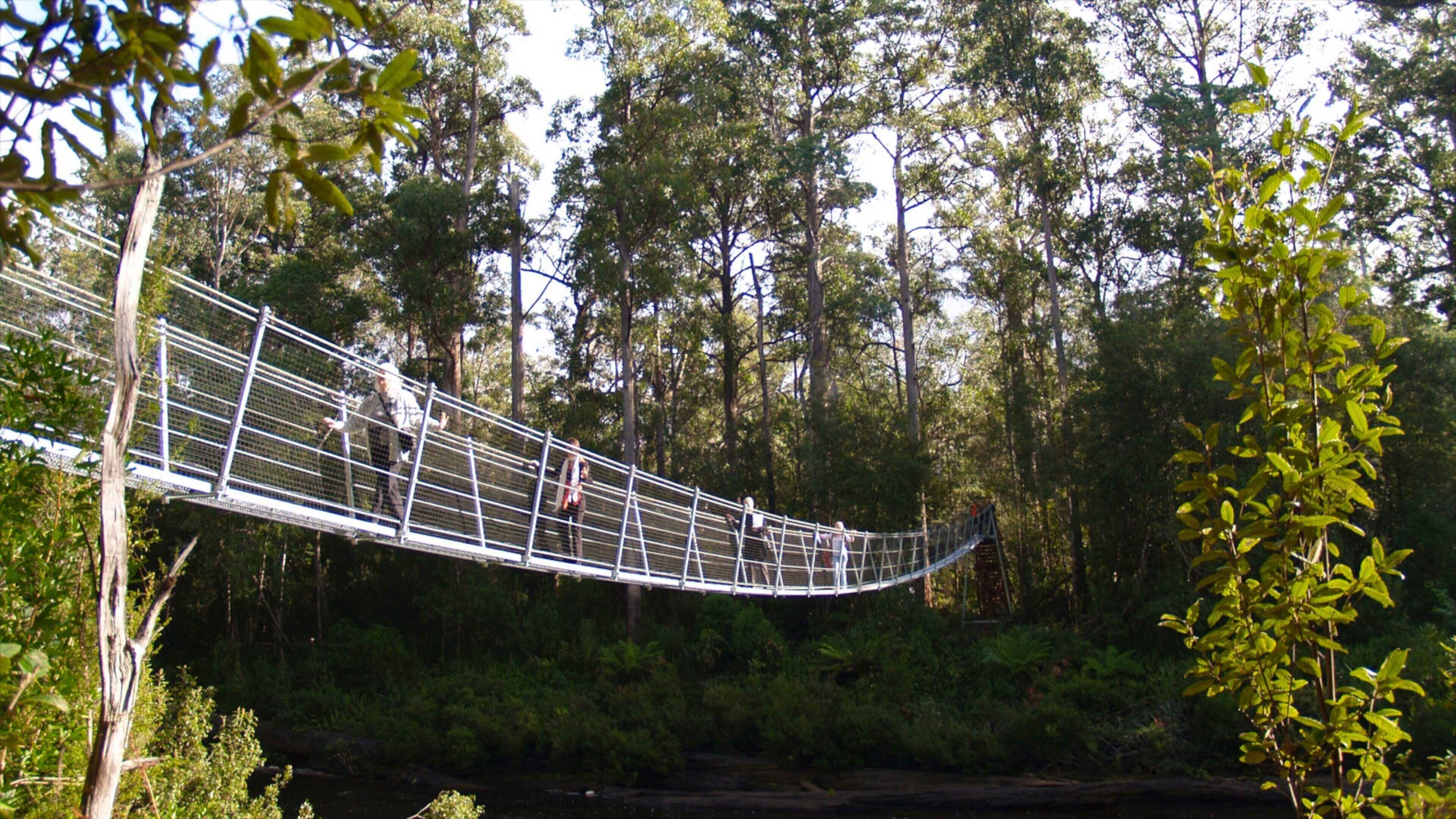 A suspension bridge in a forested area.