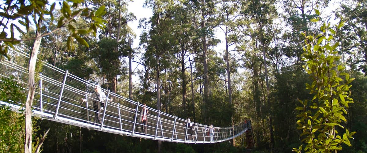 A suspension bridge in a forested area.