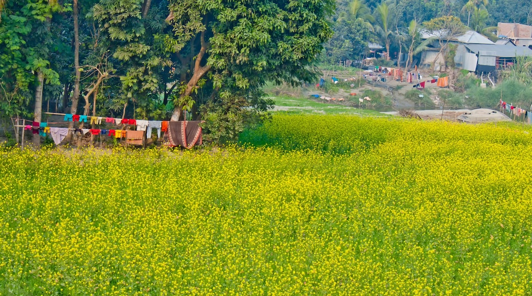 Mustard flowers blooming on the village fields.