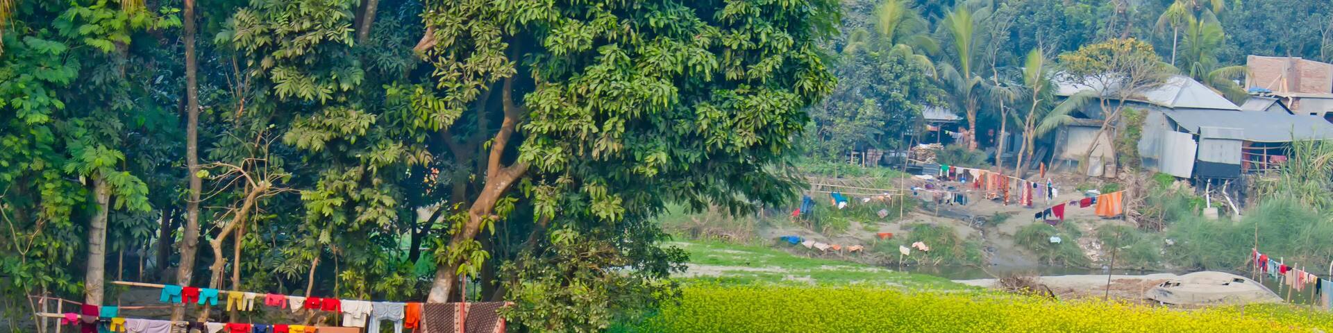 Mustard flowers blooming on the village fields.