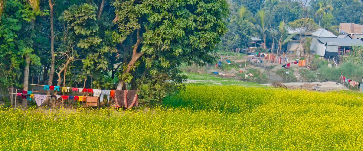 A field of yellow flowers, a tree with clothes hanging on a line, and a rural village in the background.