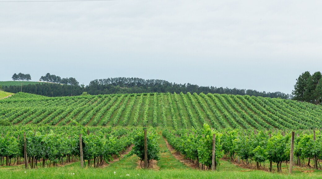 Santana do Livramento