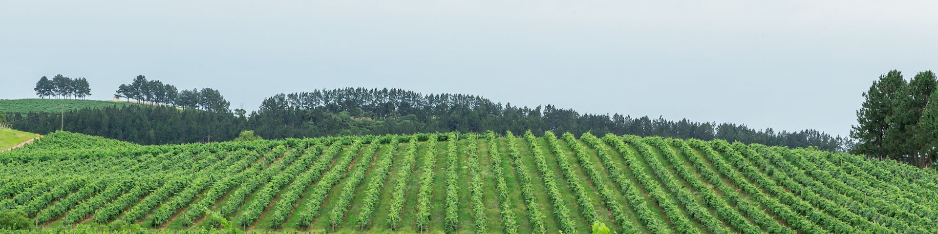 Brazil, Santana do Livramento- december, 2019. ; Shutterstock ID 1578821413; Purchase Order: -