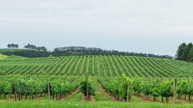 Brazil, Santana do Livramento- december, 2019. ; Shutterstock ID 1578821413; Purchase Order: -