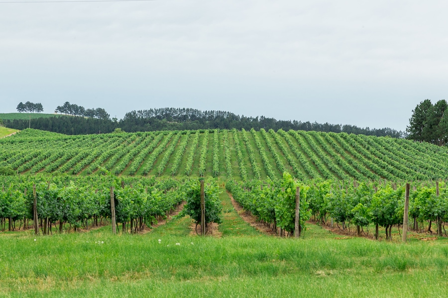 Brazil, Santana do Livramento- december, 2019. ; Shutterstock ID 1578821413; Purchase Order: -