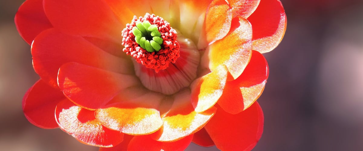Cacti Flower