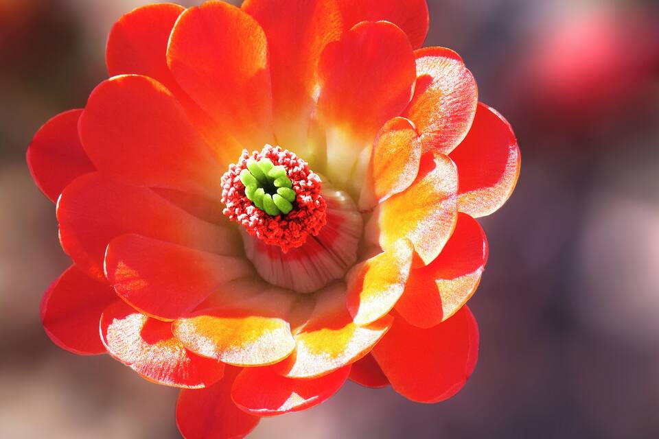 Un primo piano di un fiore rosso con il centro verde.