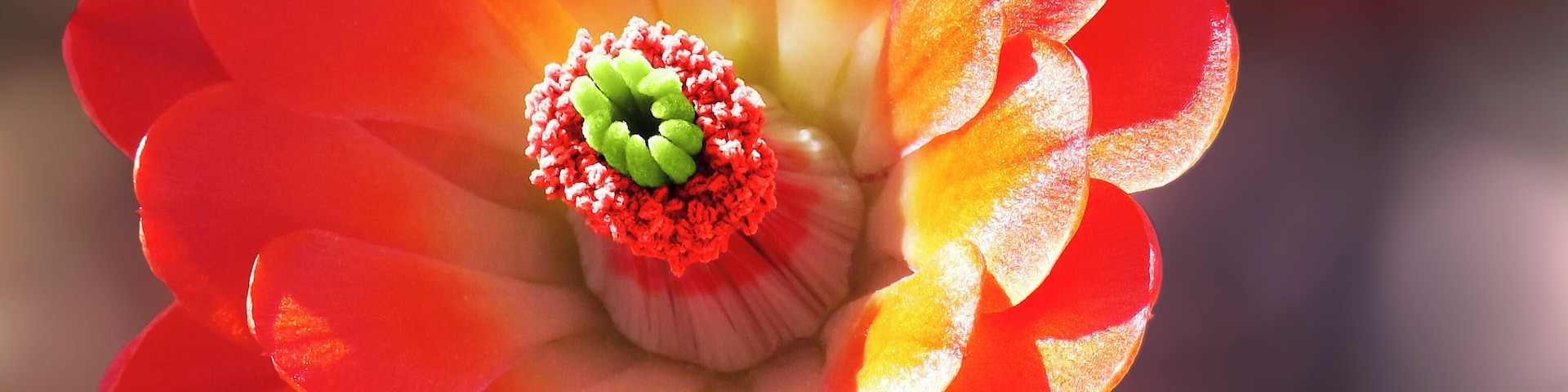 Cacti Flower