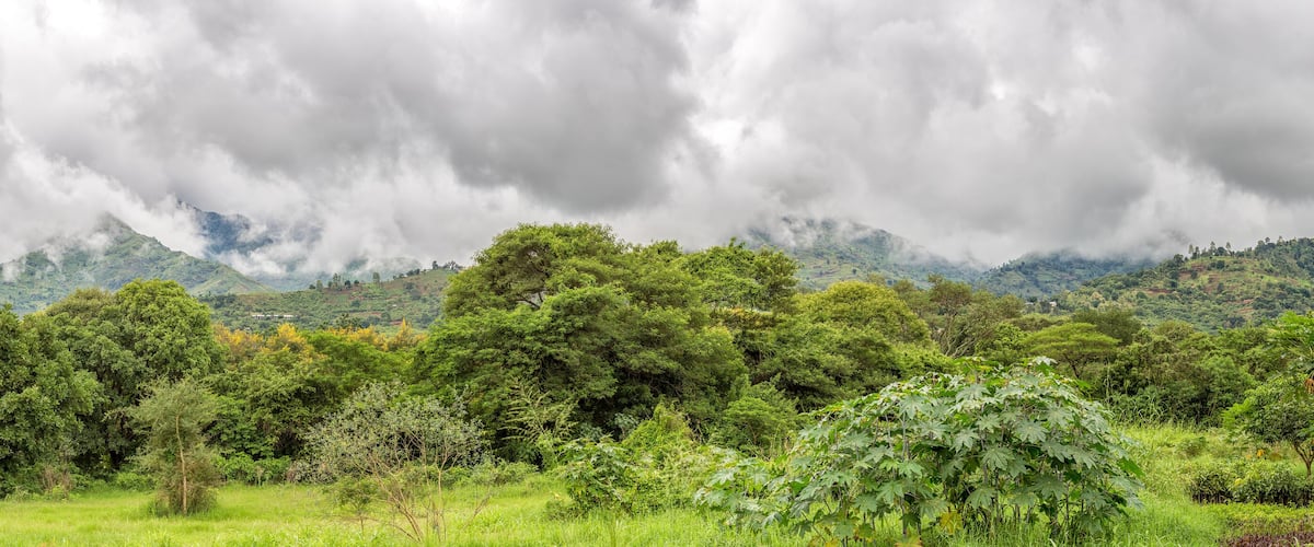 A lush green landscape with dense trees and a mountain range in the background under a cloudy sky.