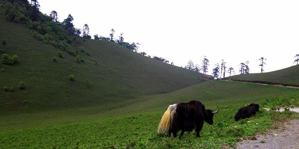 The breath taking phobjika valley is the widest and largest valley in Bhutan. A must visit place while you visit Bhutan.