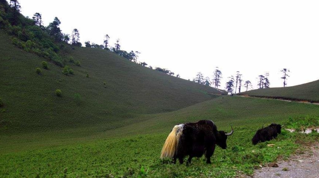 The breath taking phobjika valley is the widest and largest valley in Bhutan. A must visit place while you visit Bhutan.