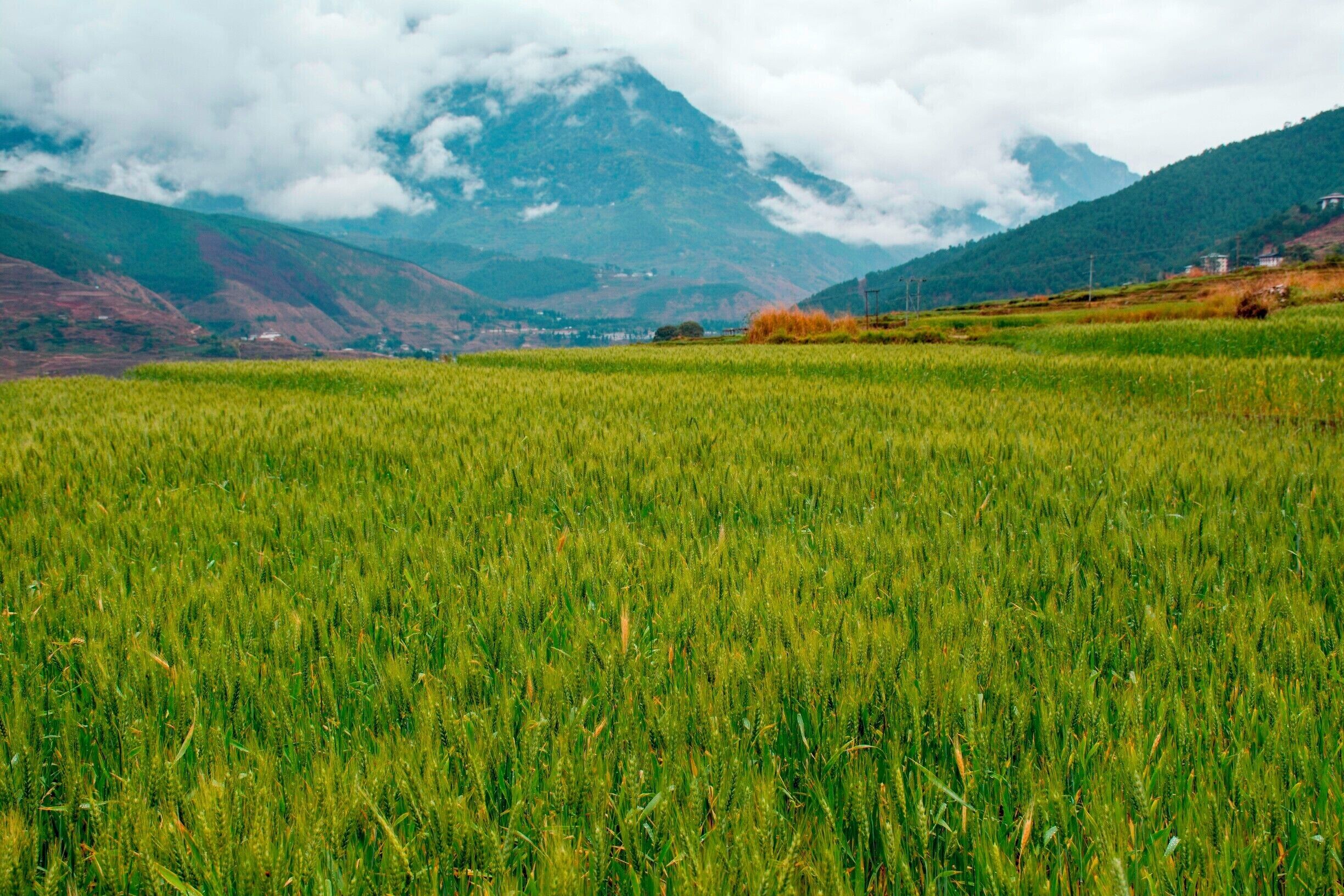 Wheat field, Punakha Valley, Bhutan. This valley sat much lower in elevation than the surrounding valleys in central Bhutan; where the others got snow in winter, Punakha had bougainvillea growing and a couple of crops a year--rice in the summer and wheat, oats, or vegetables in the winter.