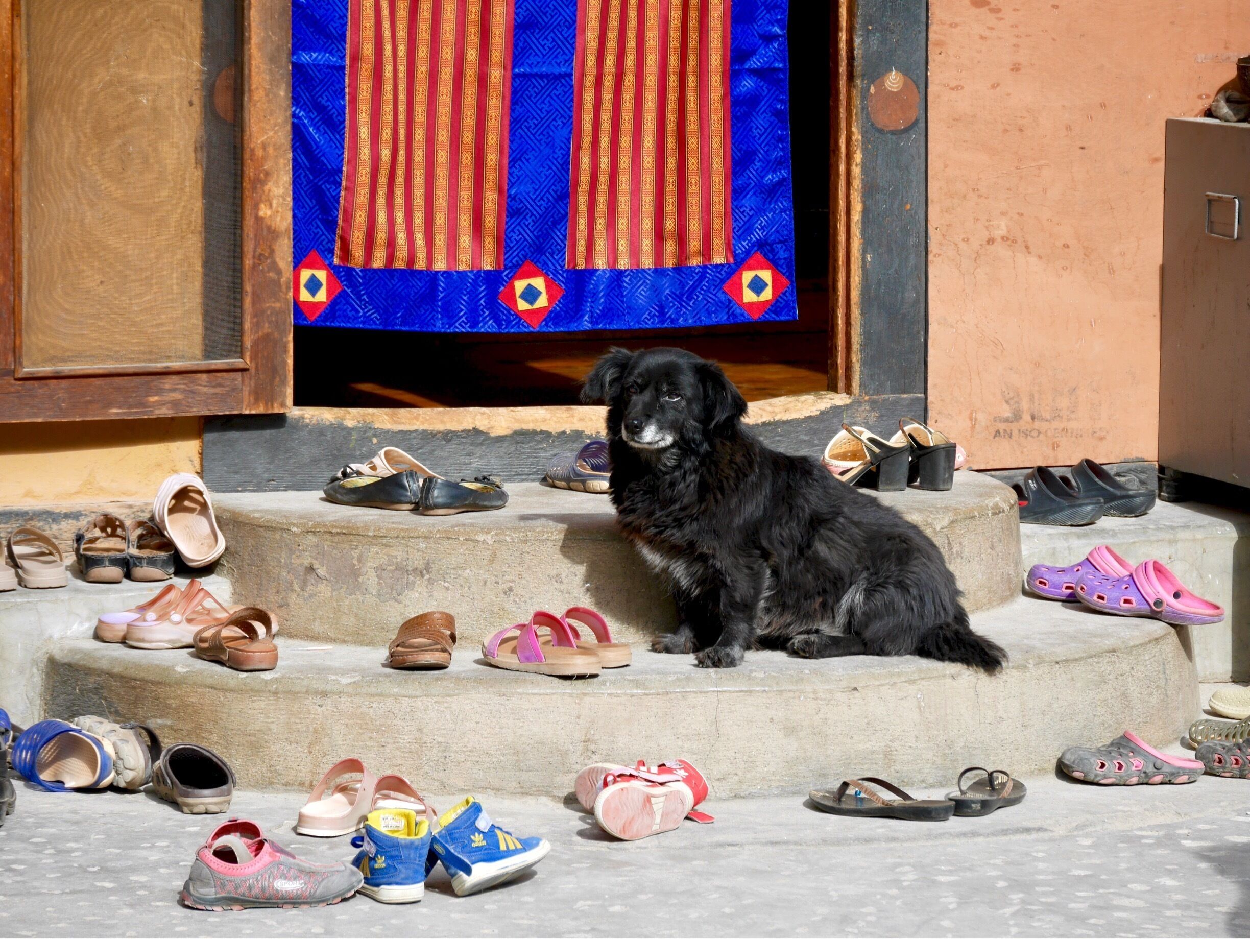 Prayers colors and loyal dogs outside the women’s Buddhist temple #bhutan #temple #lumix #details 