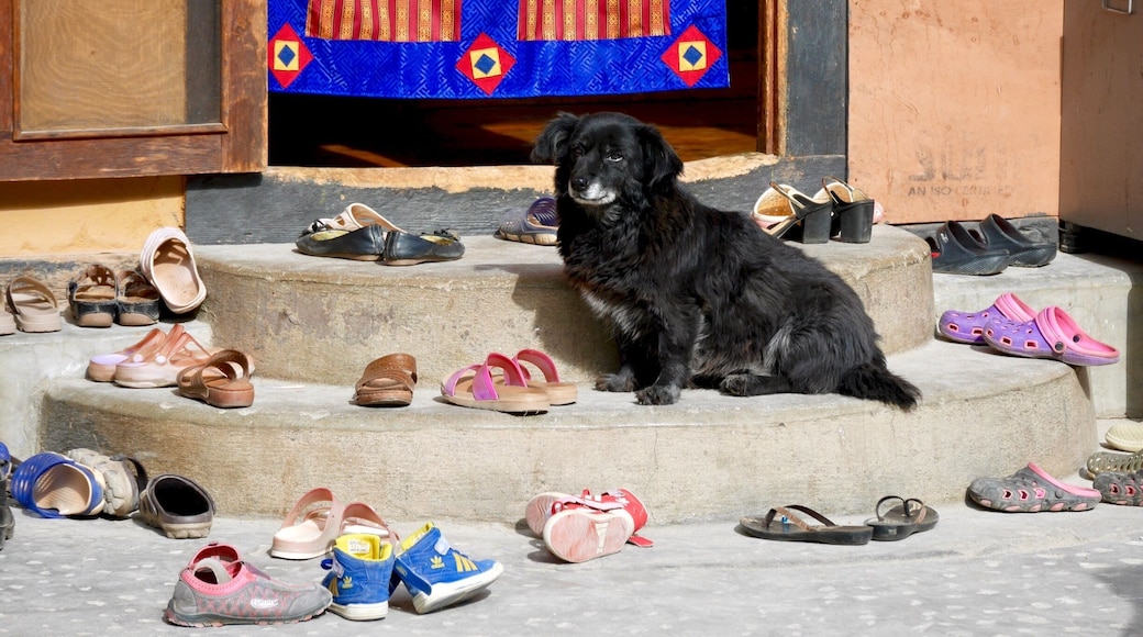 Prayers colors and loyal dogs outside the women’s Buddhist temple #bhutan #temple #lumix #details