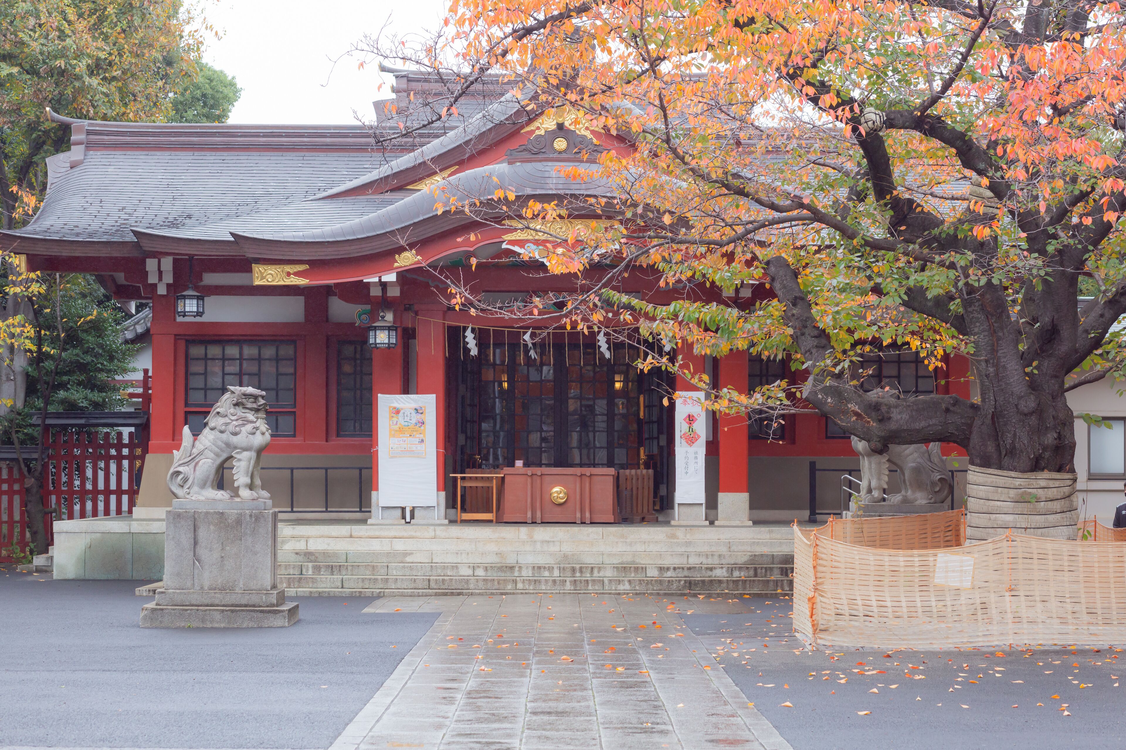 autumn trees and exterior of main shrine of hataoka hachiman shrine