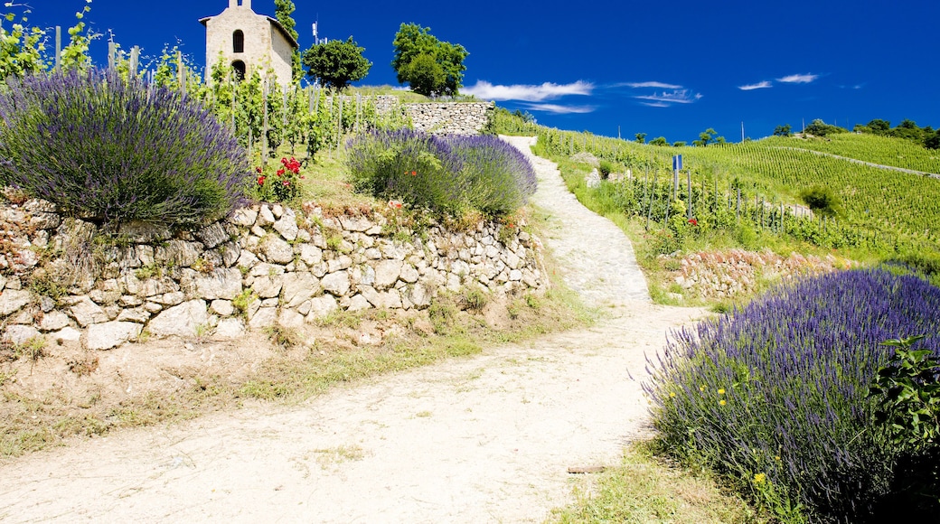 Grand cru vineyard and Chapel of St. Christopher, L'Hermitage, Rhone-Alpes, France