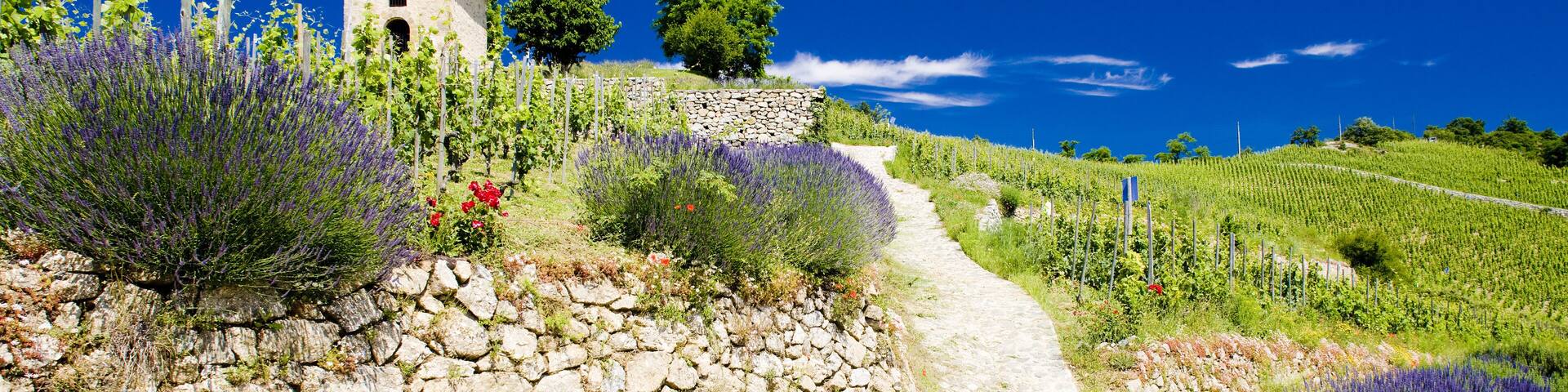 Grand cru vineyard and Chapel of St. Christopher, L'Hermitage, Rhone-Alpes, France