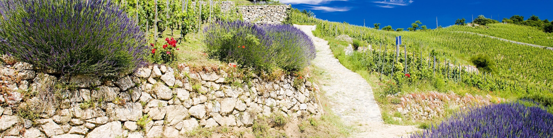 Grand cru vineyard and Chapel of St. Christopher, L'Hermitage, Rhone-Alpes, France