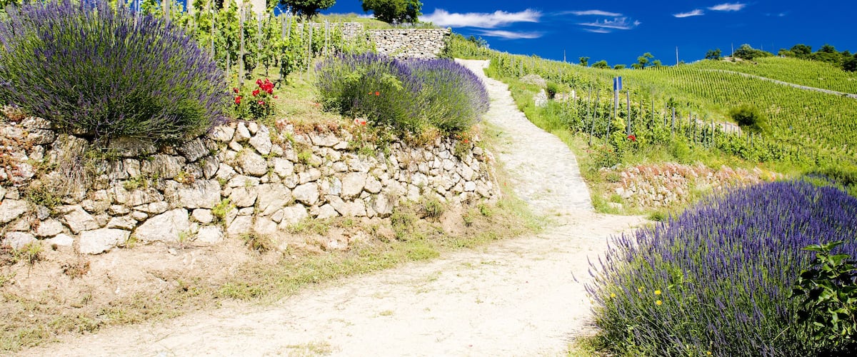 A stone wall, a church, and lavender fields.