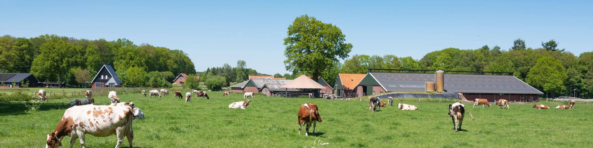 cows and flowers in meadow near oldenzaal and enschede in twente