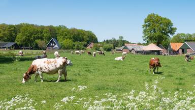 cows and flowers in meadow near oldenzaal and enschede in twente