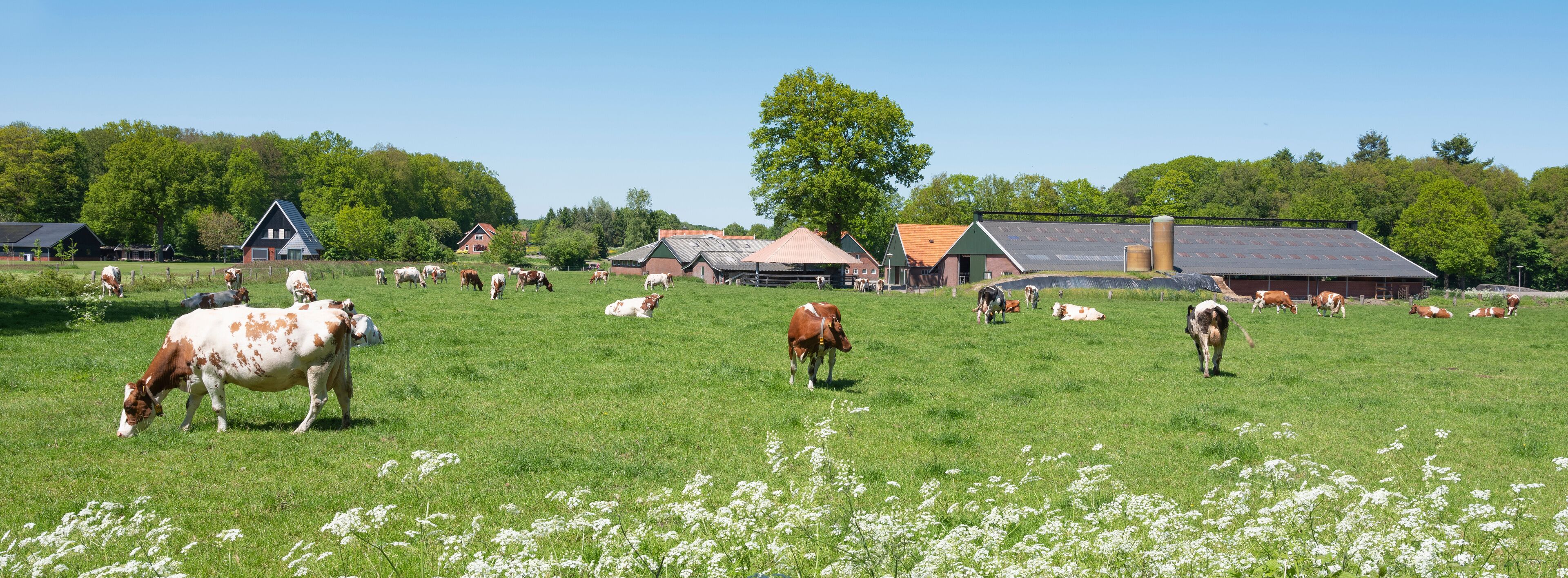 A rural landscape with cows grazing in a field, surrounded by barns and houses.