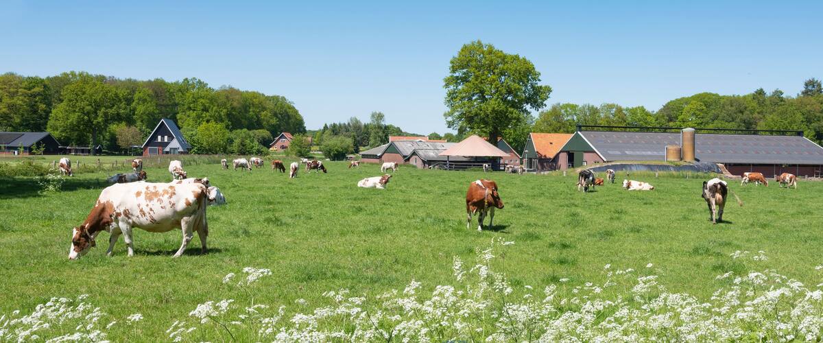 A rural landscape with cows grazing in a field, surrounded by barns and houses.