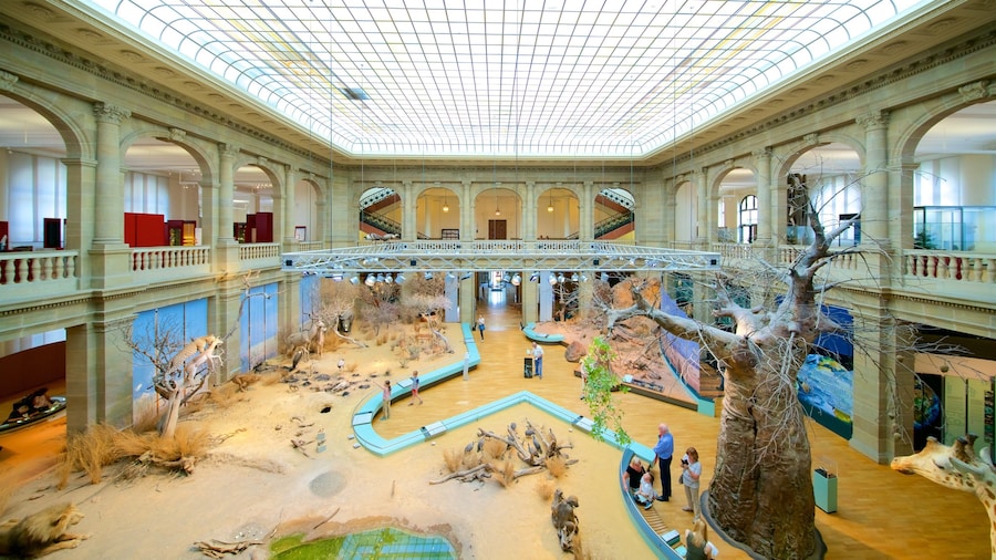 알렉산더 쾨니히 연구박물관