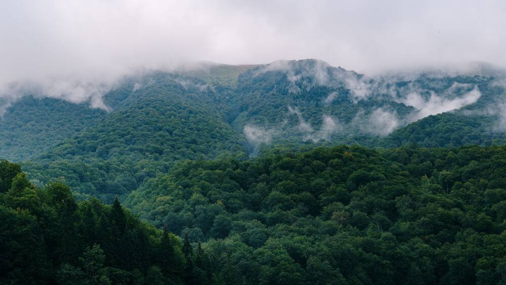 Panorama of a dense forest on a hilly area in the fog, in the Biogradska Gora national park in Montenegro.