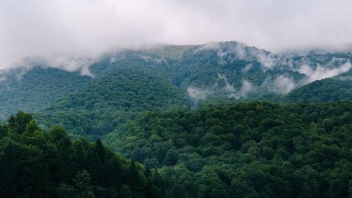 Panorama of a dense forest on a hilly area in the fog, in the Biogradska Gora national park in Montenegro.