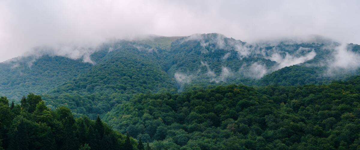 A dense forested mountain range with mist-covered peaks.