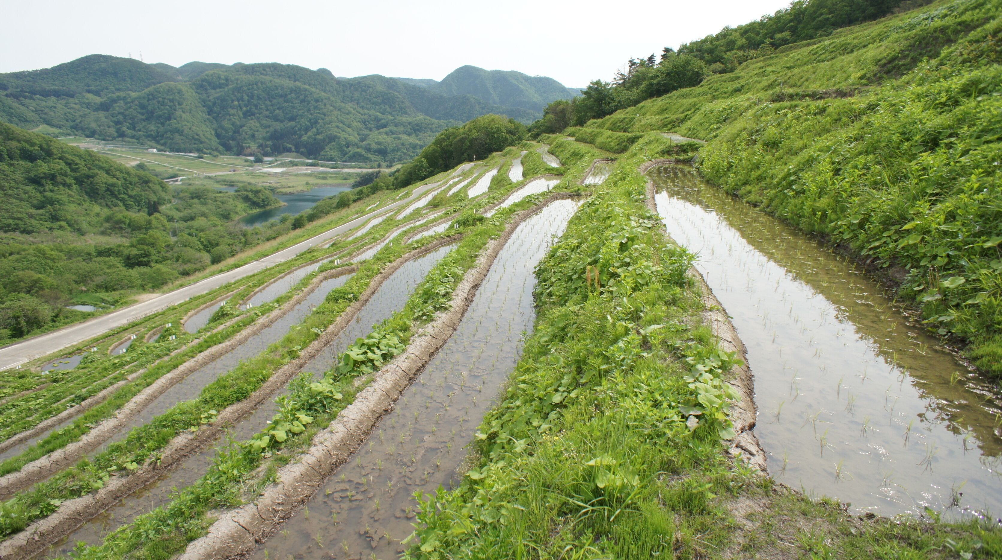 小倉千枚田 Full of small rice paddy